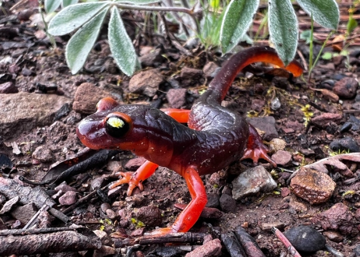 Ensatina